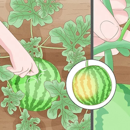 plant watermelon icon